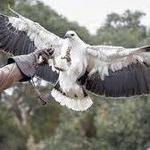 Raptor Domain
