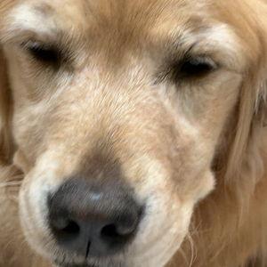 Pet Care for Honeymoon