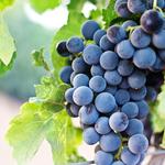 Les Bourgeois Vineyards