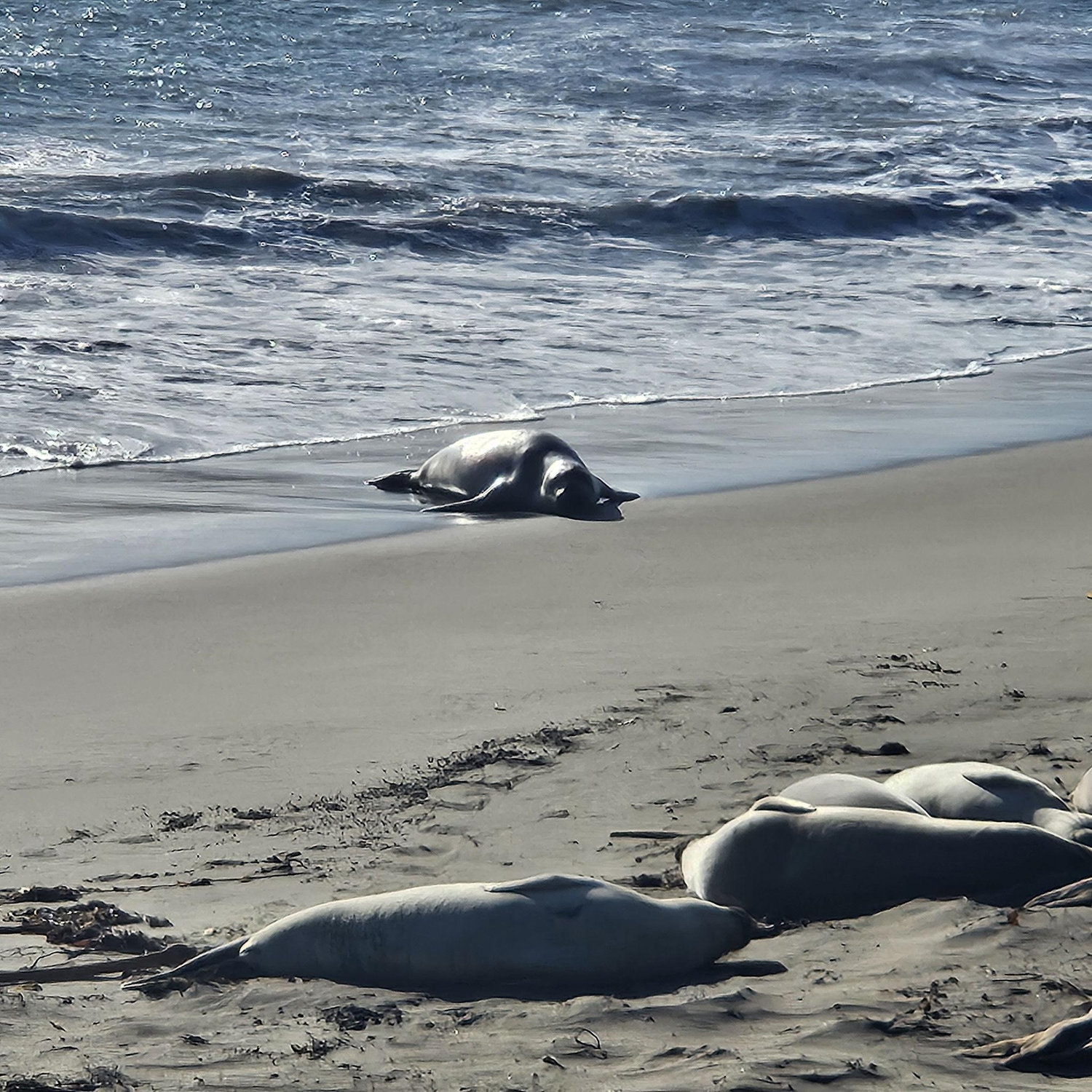 10/12 Elephant Seal Vista Point, San Simeon
