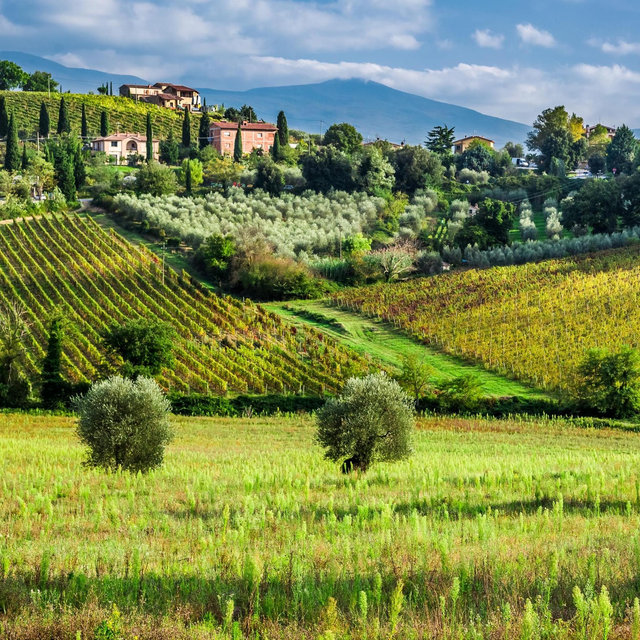 Honeymoon Tuscany Wine Tour!