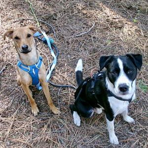 Dog Training