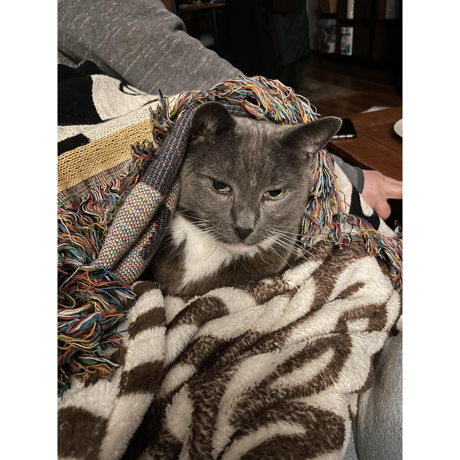 The cuddle monster