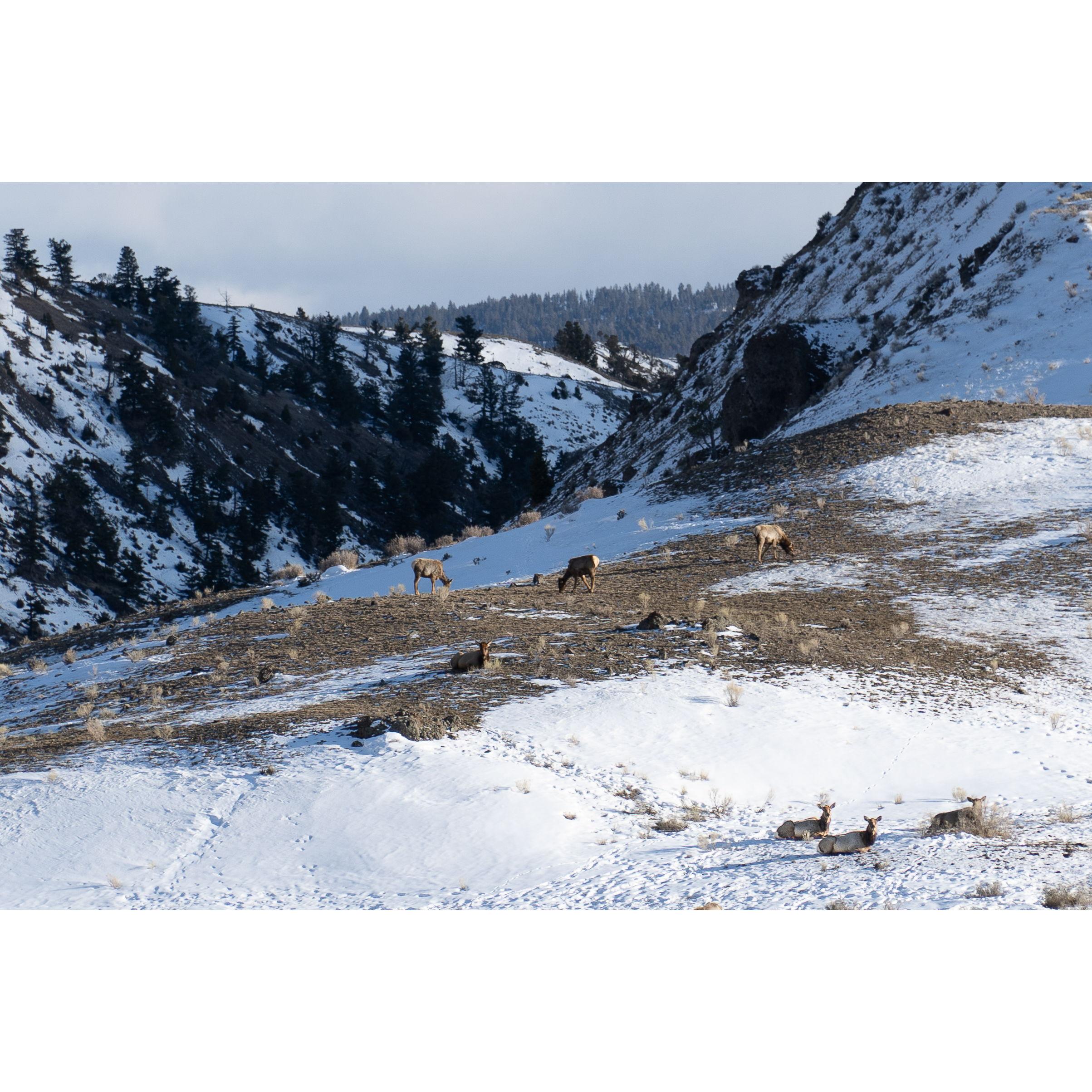 North Yellowstone entrance