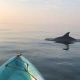 Kayak Dolphin Tours Virginia Beach