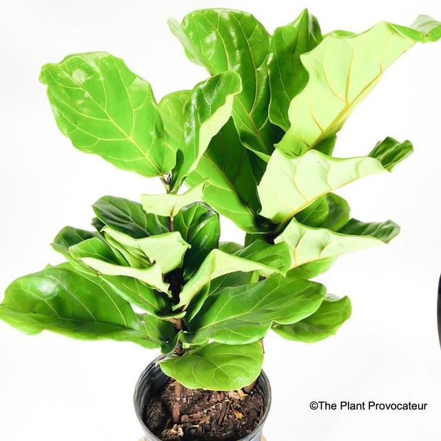 10" Ficus pandurata 'Fiddleleaf Fig'