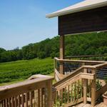 Falconer Vineyards
