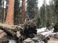 Sequoia National Park