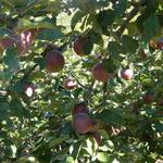 Hyland Orchard and Events