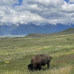 CSKT Bison Range