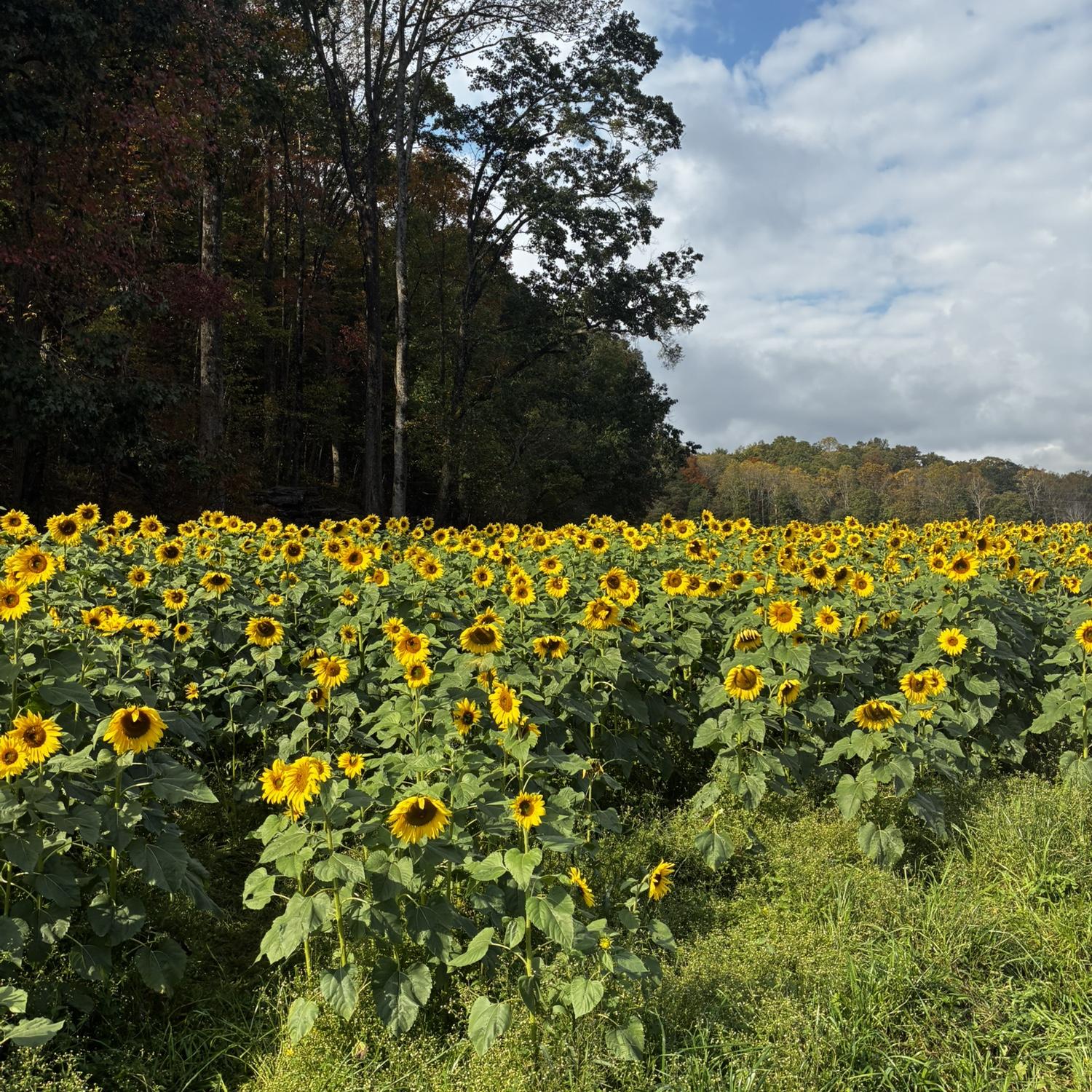 I wanted to take them all home 🌻🌻🌻