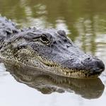 St. Augustine Alligator Farm Zoological Park