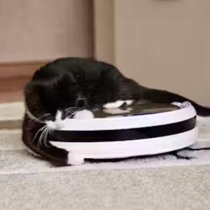 Roomba (aka cat mover)