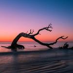 Driftwood Beach