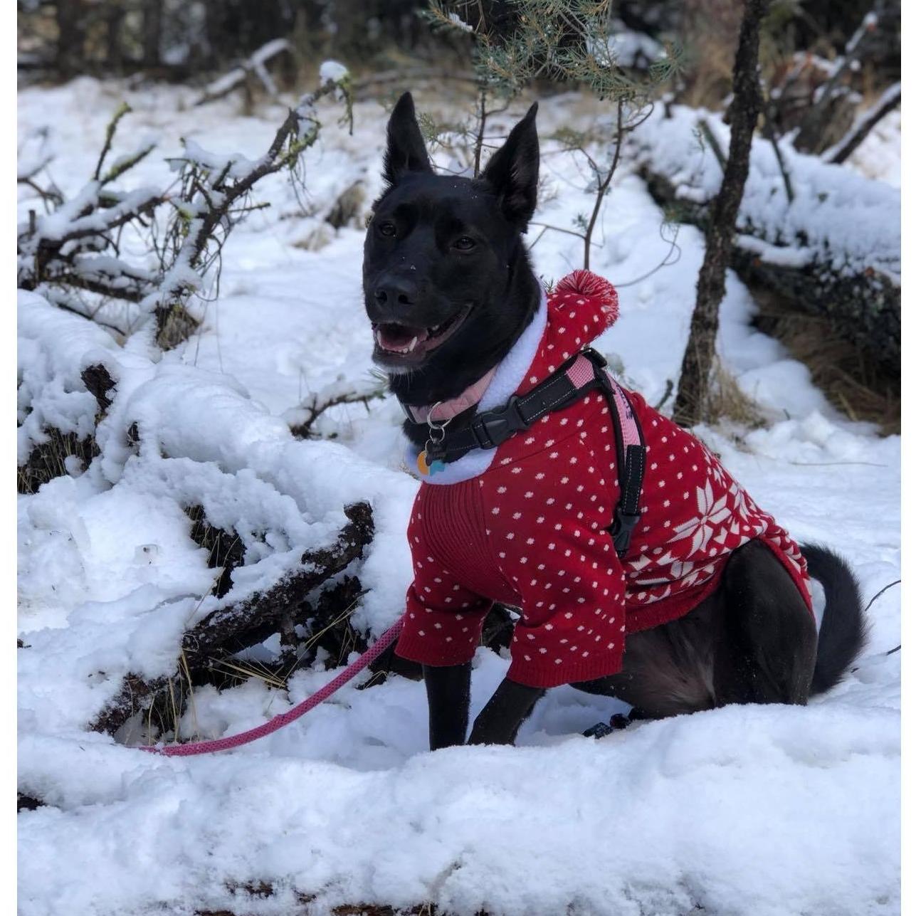 1. 6. 19
Emma loves the snow!