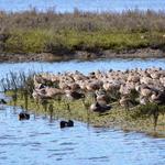 Upper Newport Bay Nature Preserve