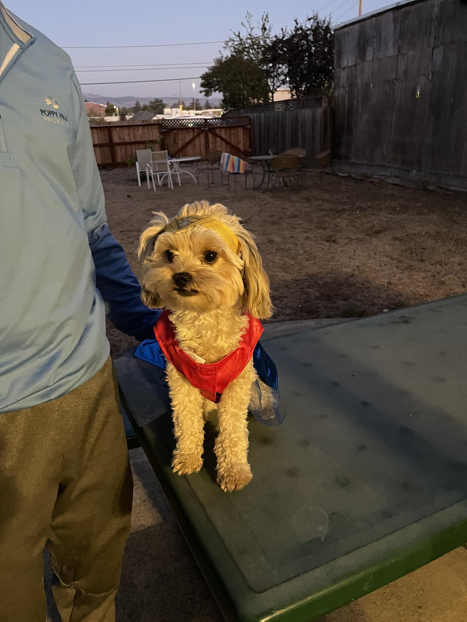 Pippa dressed up as Wonder Pip