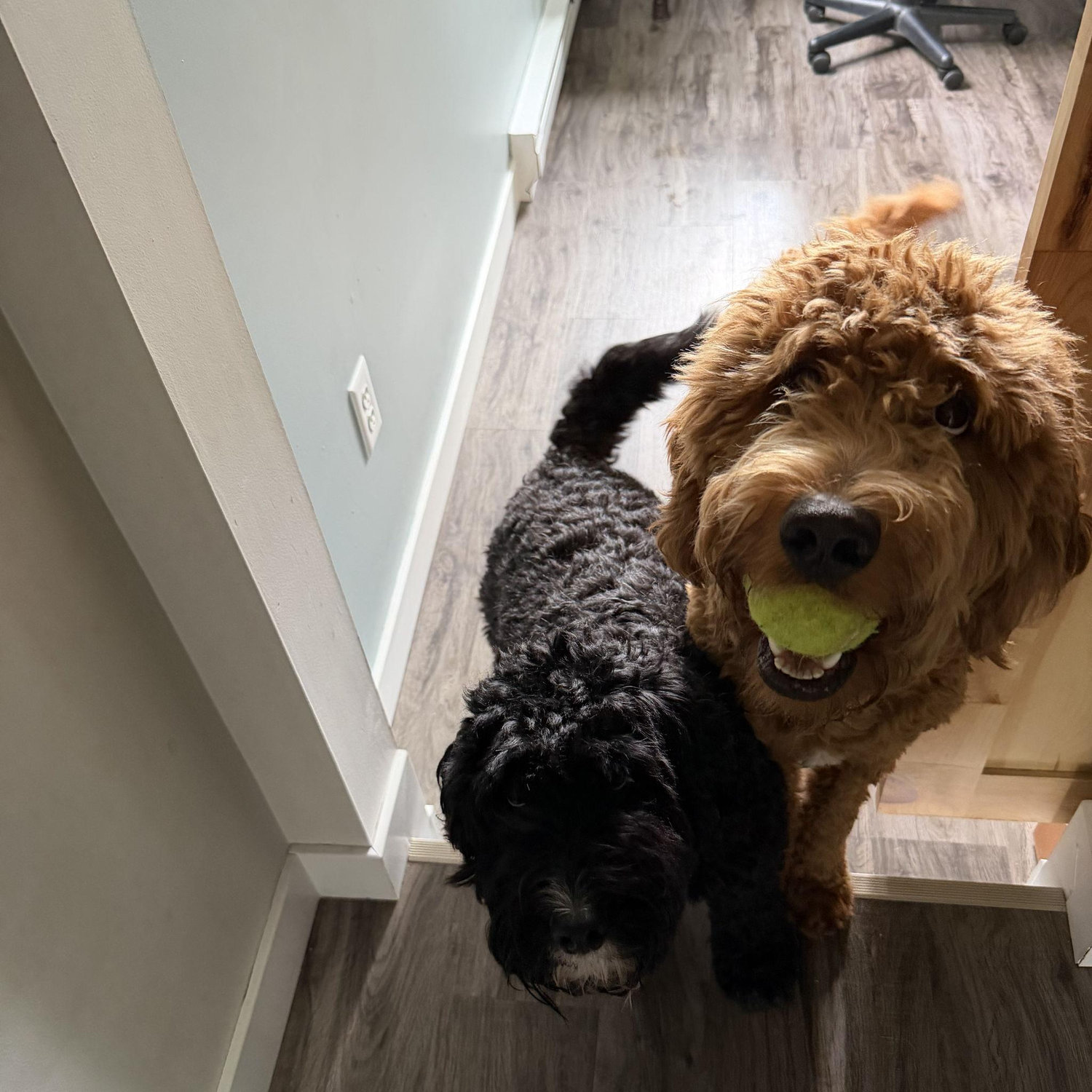 Harper and Arlo