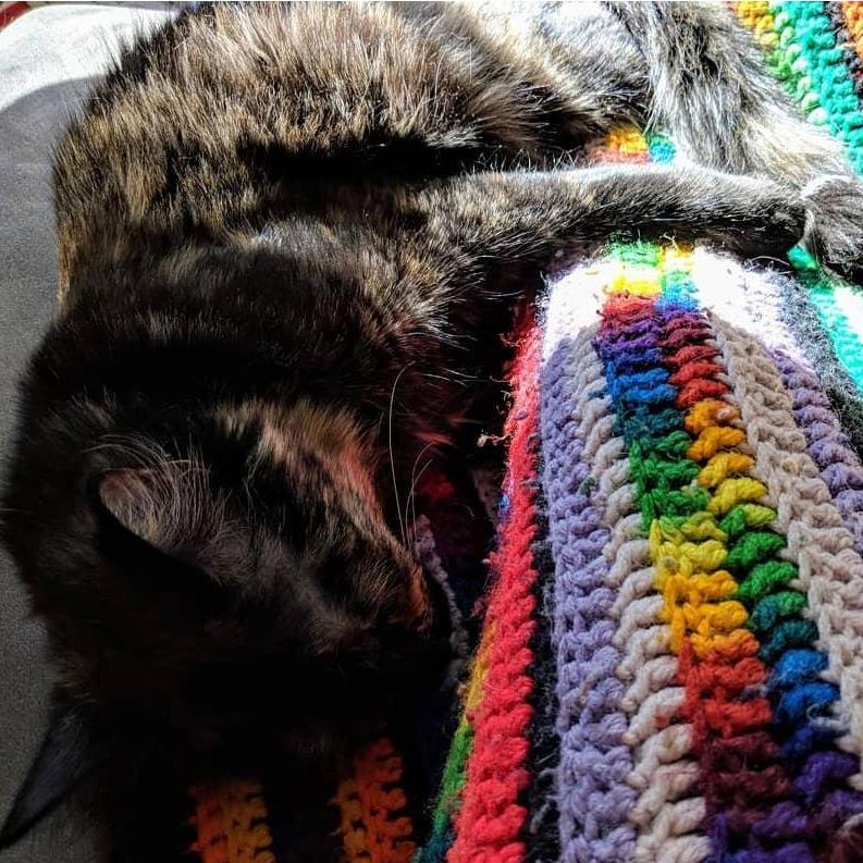 kitten cuddles