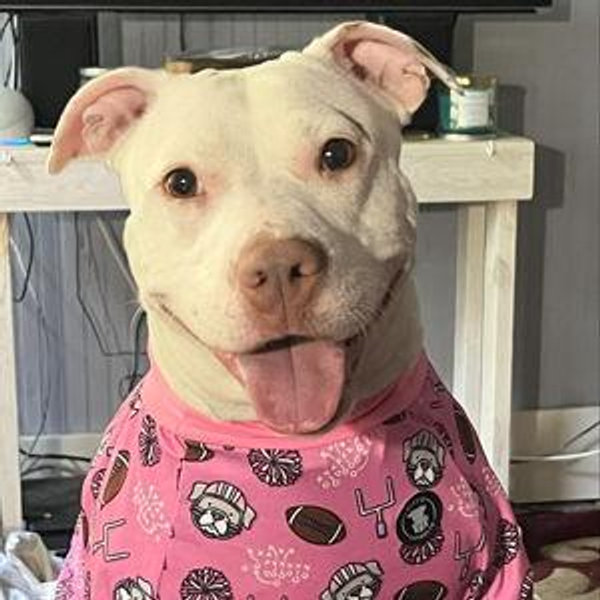 Pet Goodies
