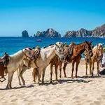 Horseback riding