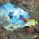 Tours - Kayaking, Jet-Skis, Snorkeling, and more!