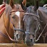 Blue Ridge Horse Adventures, Inc.