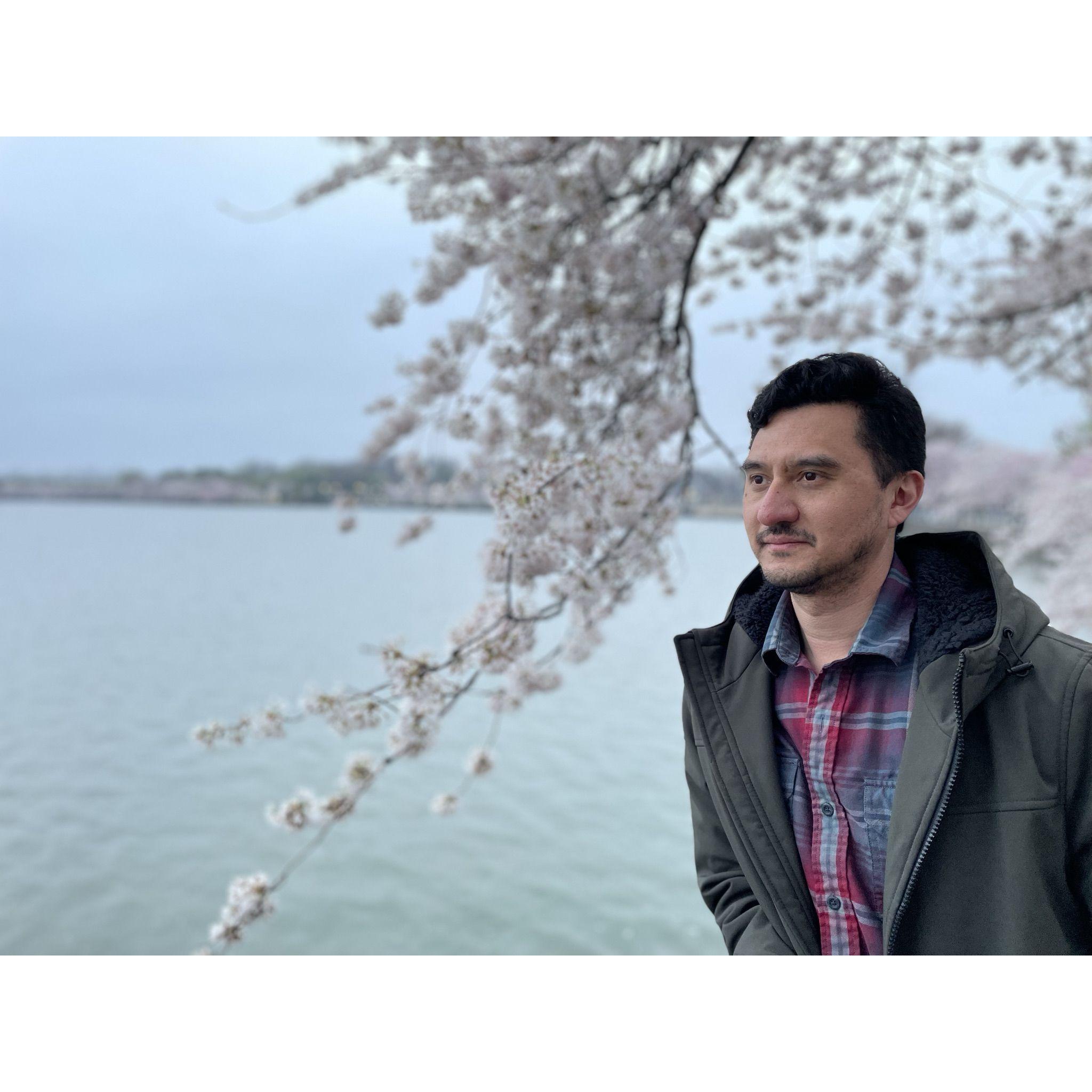 The prettiest of all the cherry blossoms