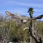 Arizona-Sonora Desert Museum
