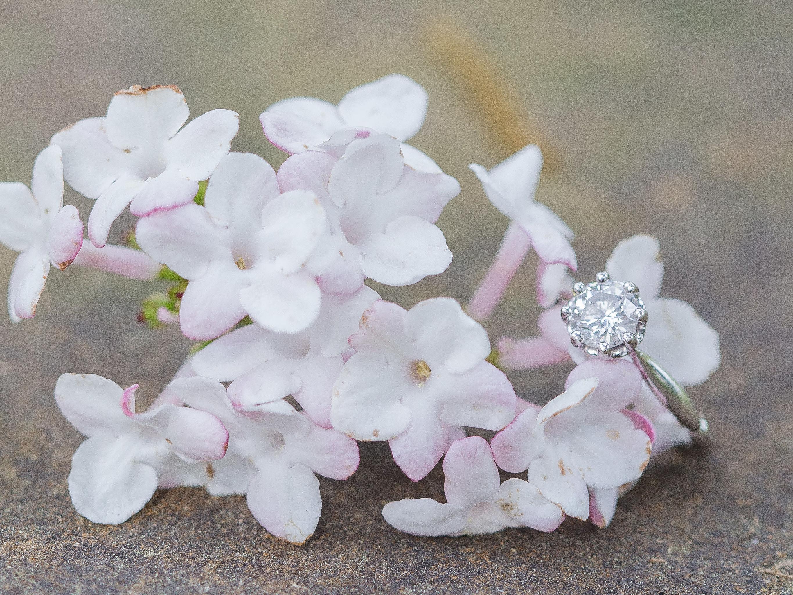 The Wedding Website of Samantha Sadock and Sean Rayl