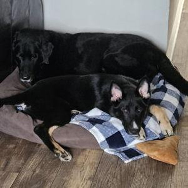 Our Pups