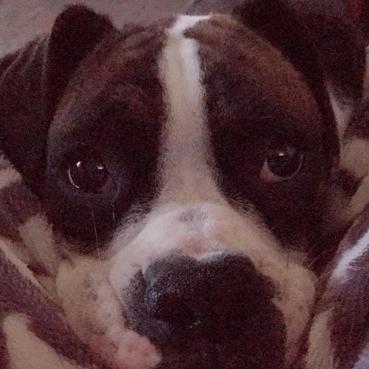 Bella Our Fur Baby!