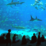 Georgia Aquarium