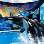 SeaWorld