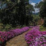 Garden Park Gramado - Lavendar Fields