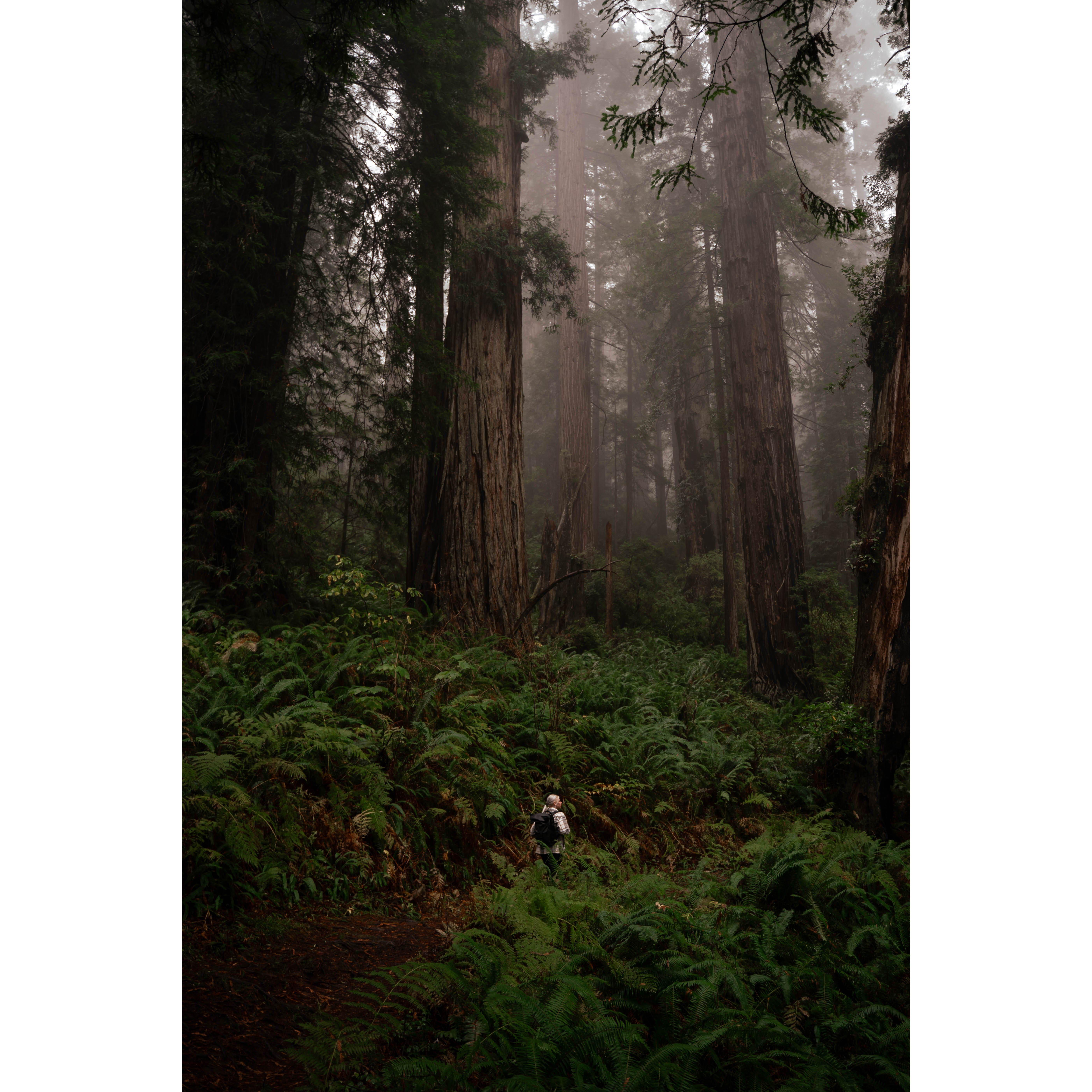 Walking through the Redwood Forest