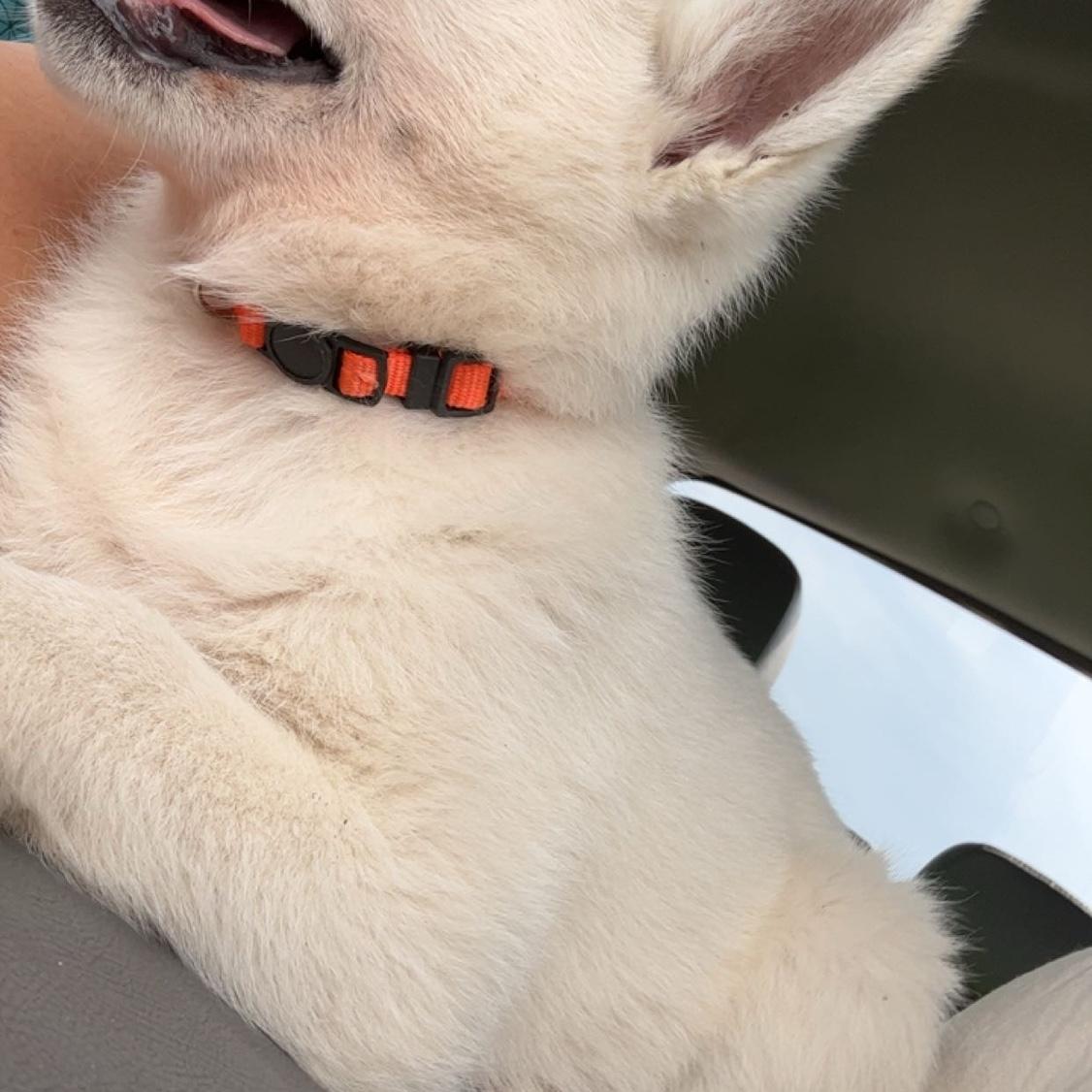 The trip that changed it all- We went to pick up Kyra in South Carolina