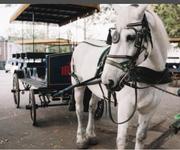 Horse Drawn Carriage Ride