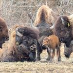 Alaska Wildlife Conservation Center