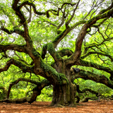 Angel Oak Tree