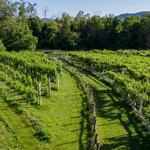 Wisteria Farm and Vineyard