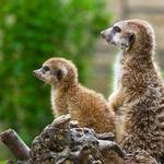 The Living Desert Zoo and Gardens