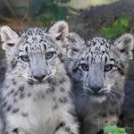 Rosamond Gifford Zoo