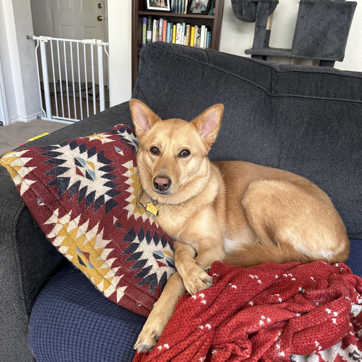 Penny has not outgrown her couch spot