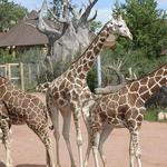 Cheyenne Mountain Zoo