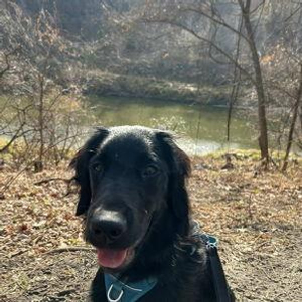 Astrid's Toy, Treat, and Daycare Fund