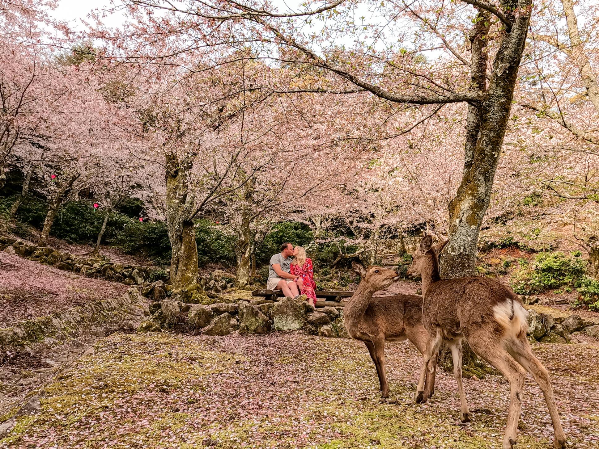 The Wedding Website of Sophia Novak and Elisha Dawson