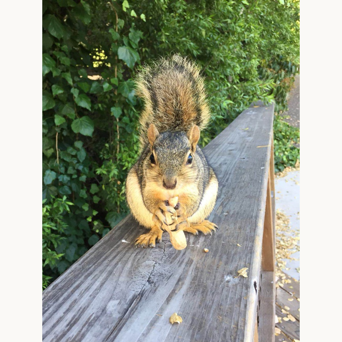 Momei and Guan-Lin's secret pet ...We are proud to be Squirrel Lovers!