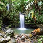 National Rainforest, El Yunque - Daytime Activity