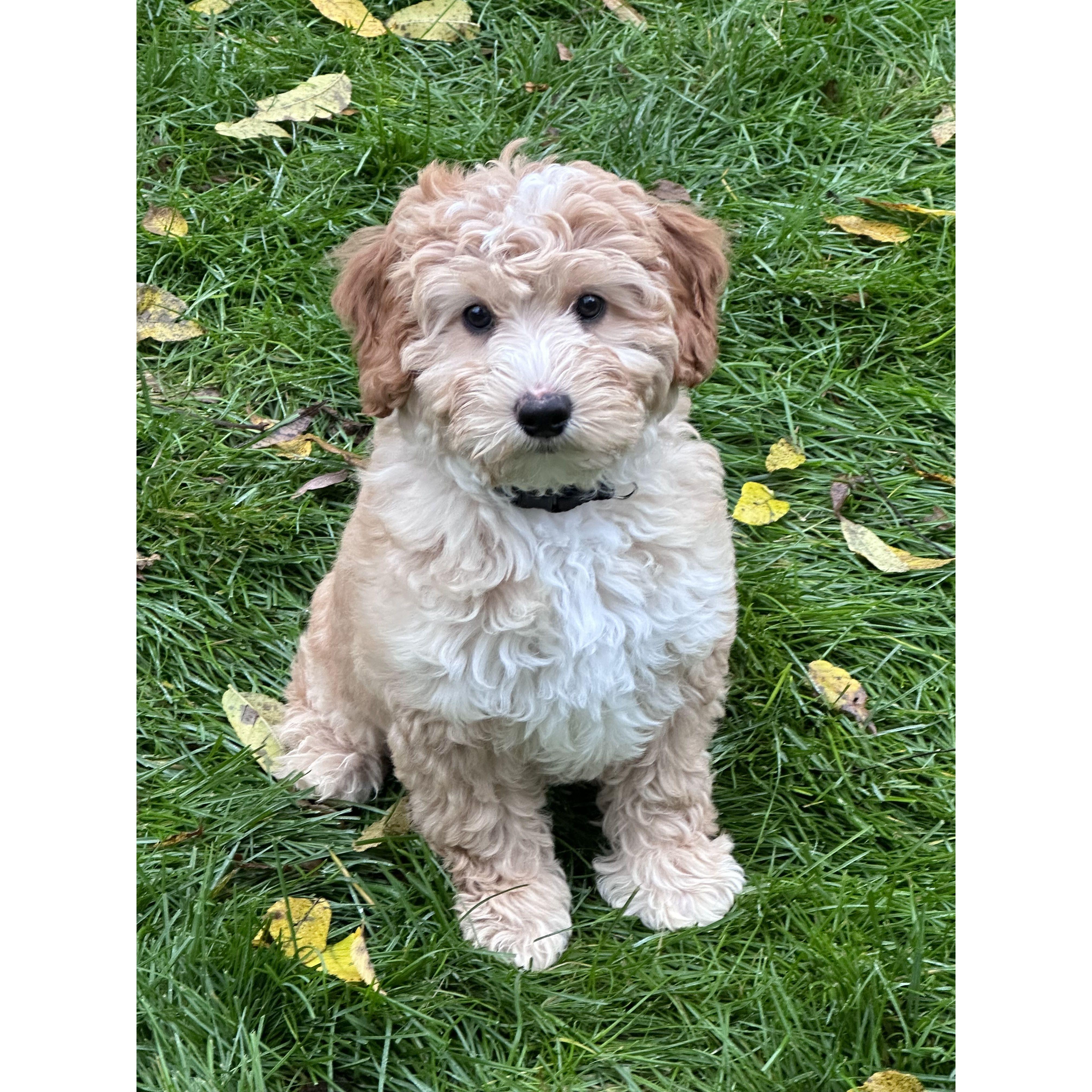 Josh's parents pup Dexter